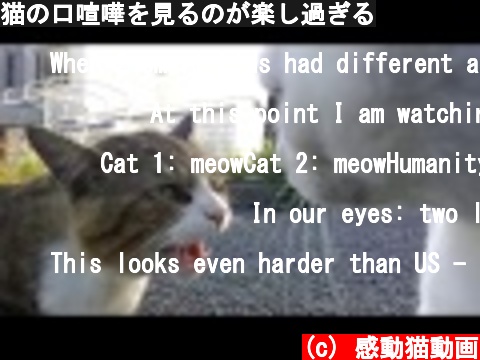 猫の口喧嘩を見るのが楽し過ぎる  (c) 感動猫動画
